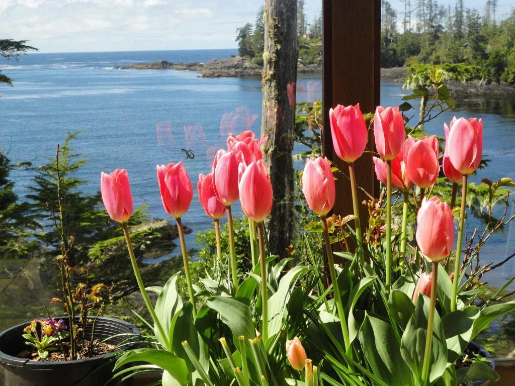 Reef Point Oceanfront Bed And Breakfast Ucluelet Rum bild